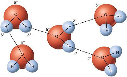 hydrogen bonds water bond intermolecular attraction nh3 force h2o between forces example nitrogen oxygen atom ammonia